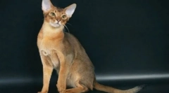 Kočky, z nichž skály budou moci dostat spolu se psem ve stejném bytě